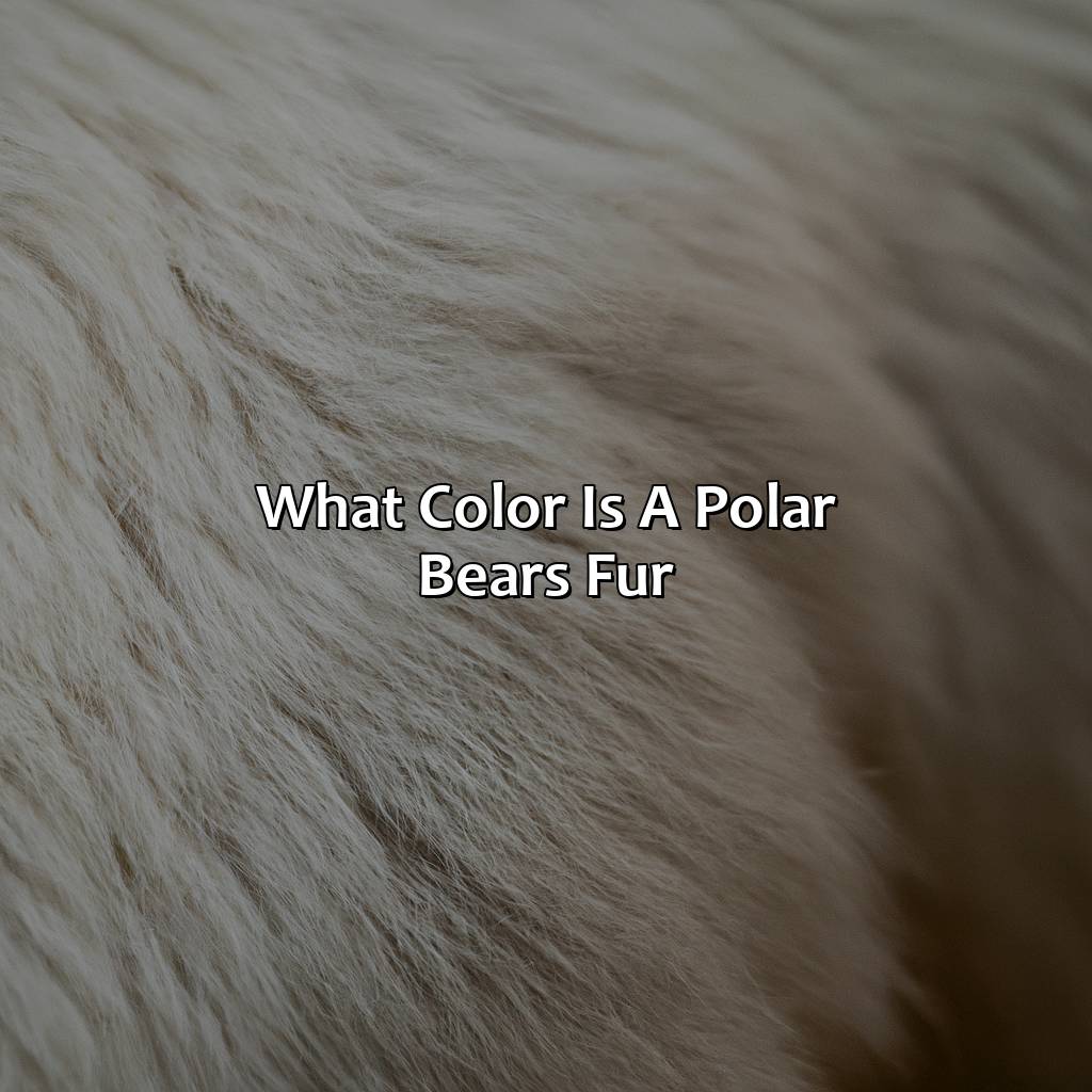 What Color Is A Polar Bears Fur - colorscombo.com