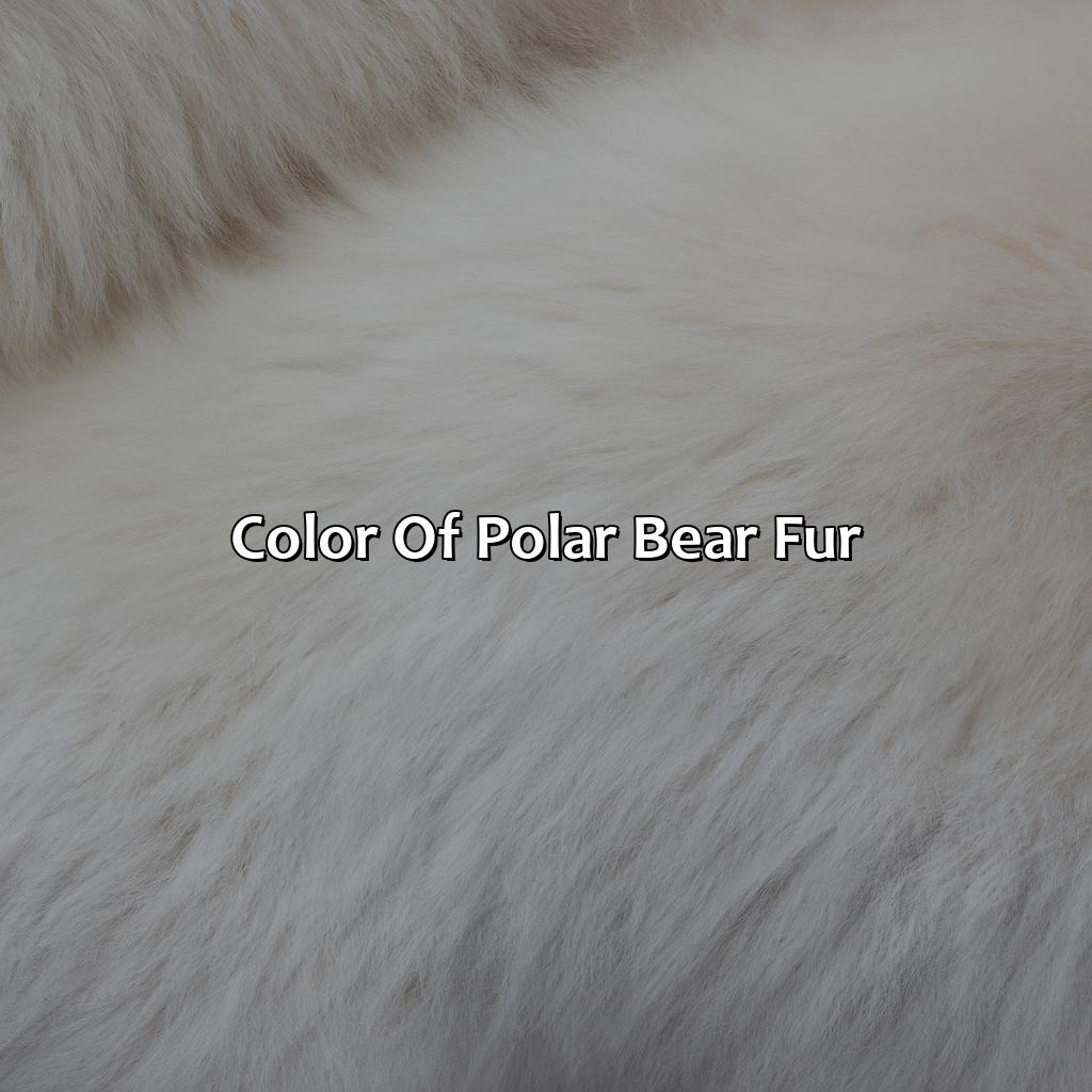 Color Of Polar Bear Fur  - What Color Is A Polar Bears Fur, 