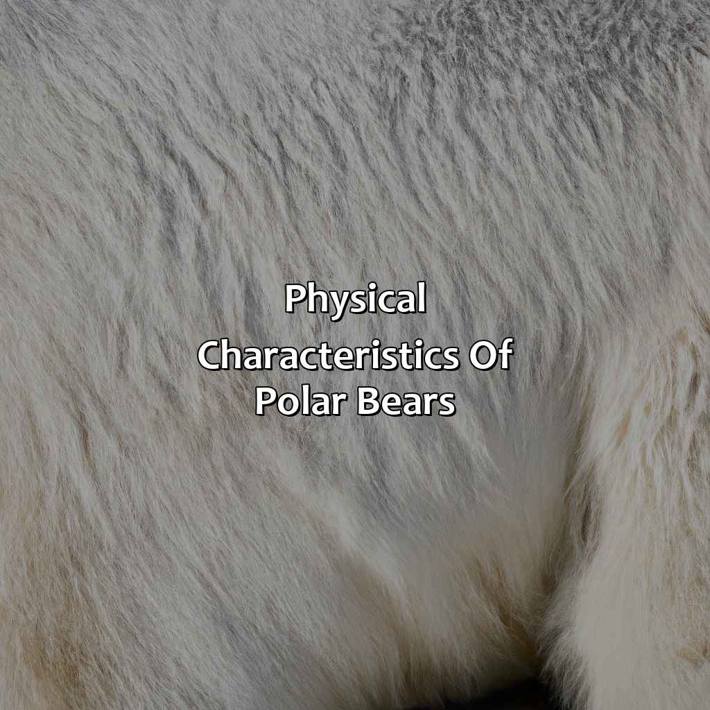 Physical Characteristics Of Polar Bears  - What Color Is A Polar Bears Skin, 
