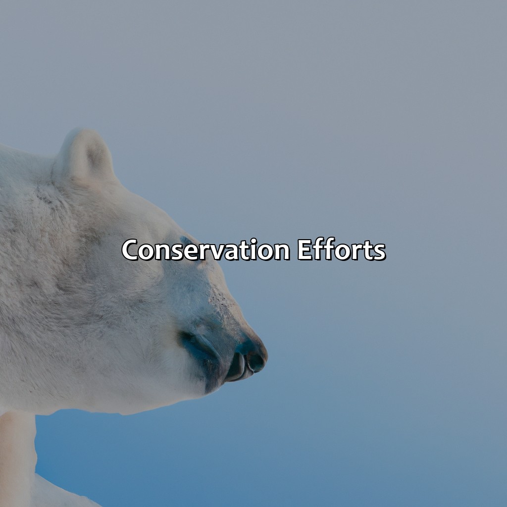 Conservation Efforts  - What Color Is A Polar Bears Skin, 
