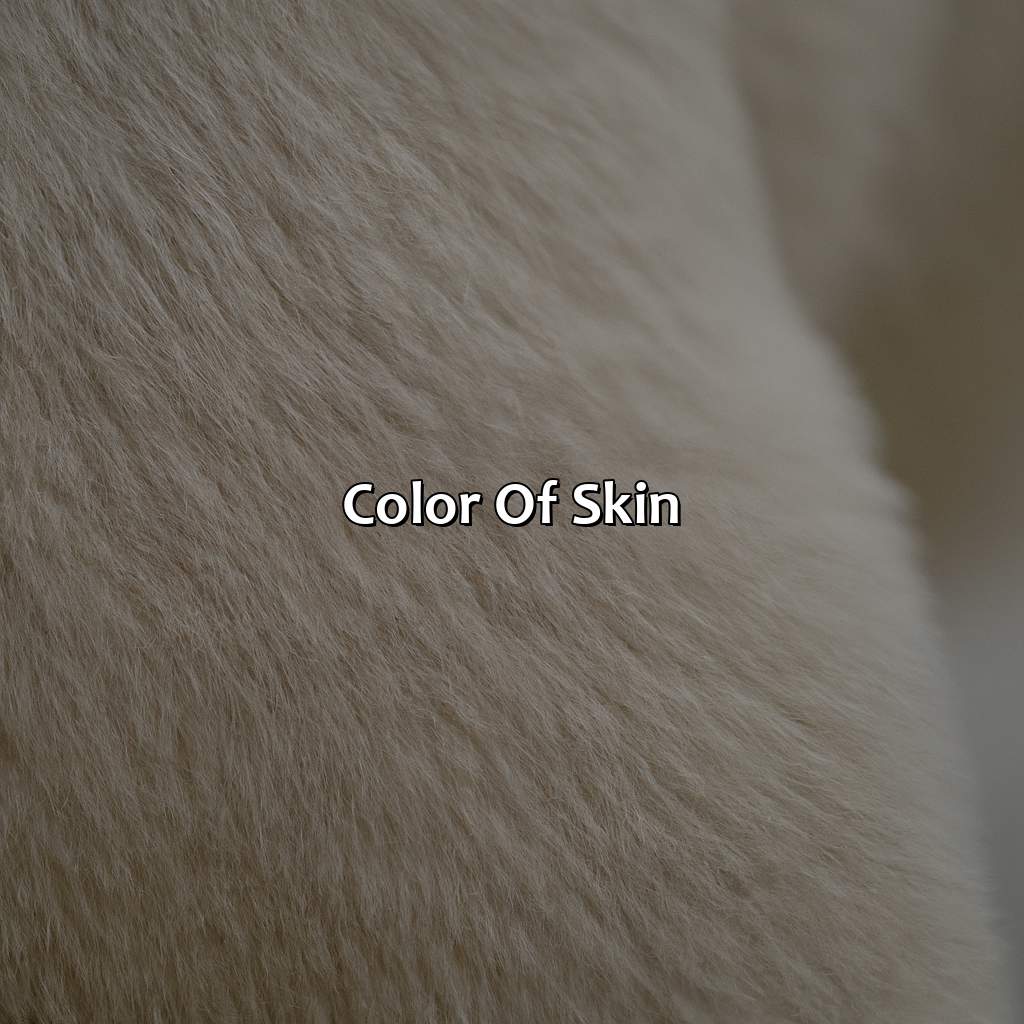 Color Of Skin  - What Color Is A Polar Bear