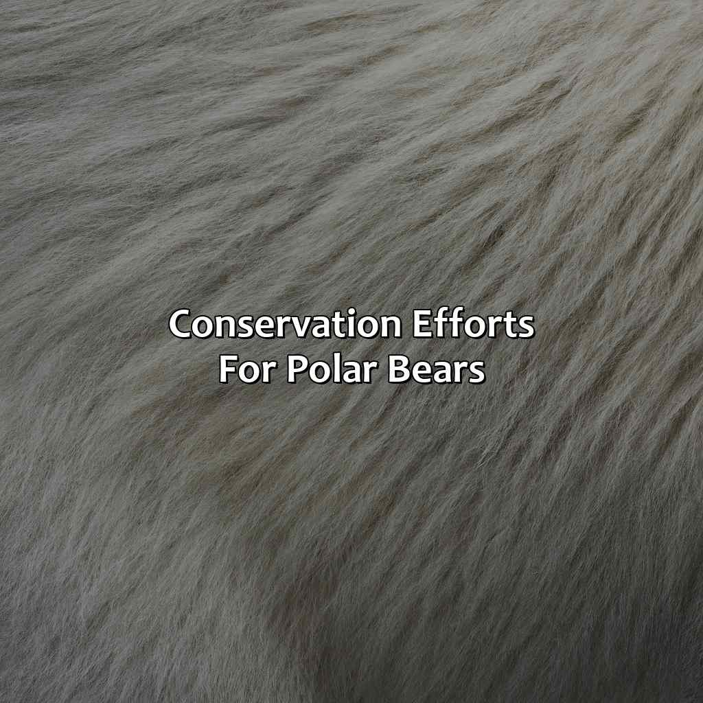Conservation Efforts For Polar Bears  - What Color Is A Polar Bear