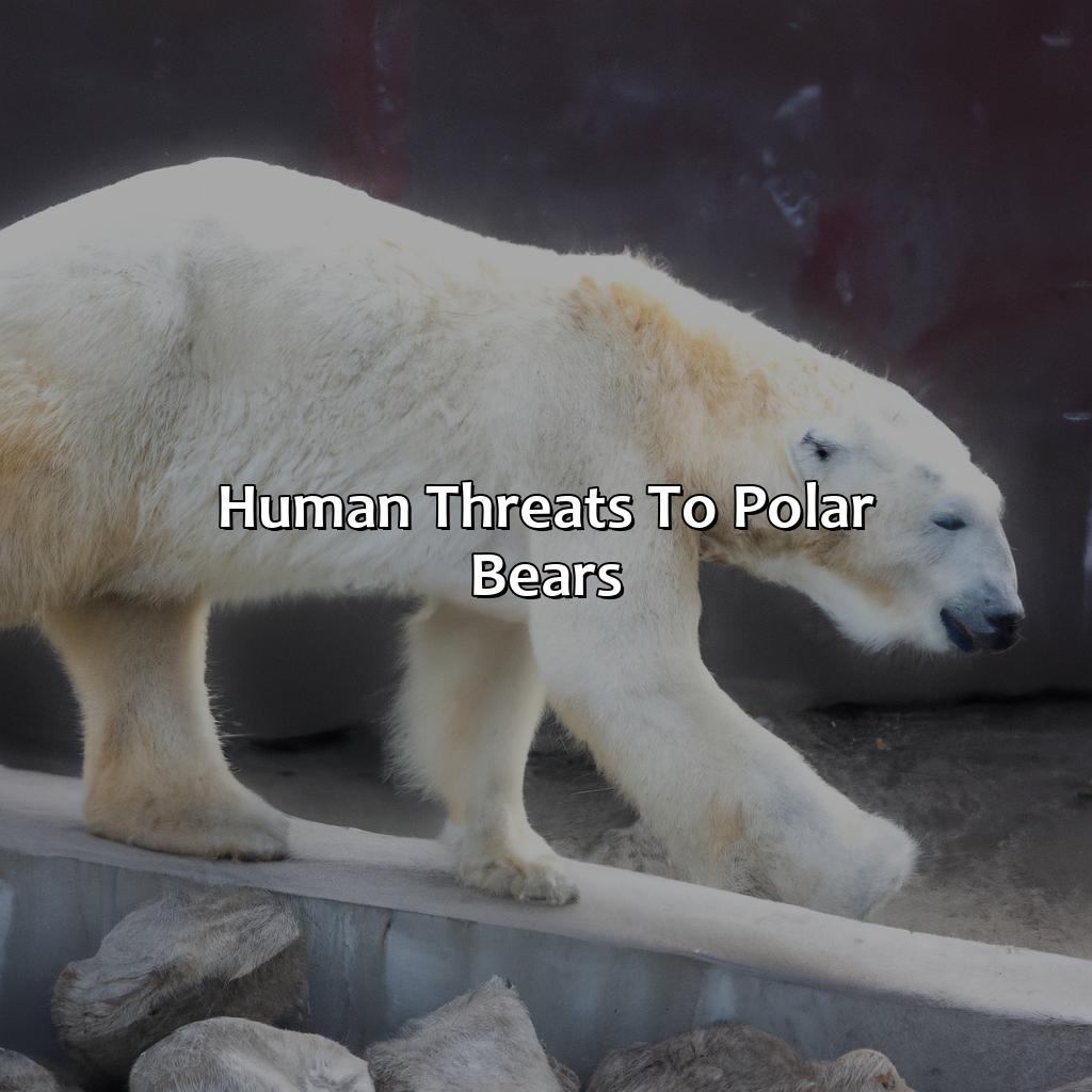 Human Threats To Polar Bears  - What Color Is A Polar Bears Skin, 
