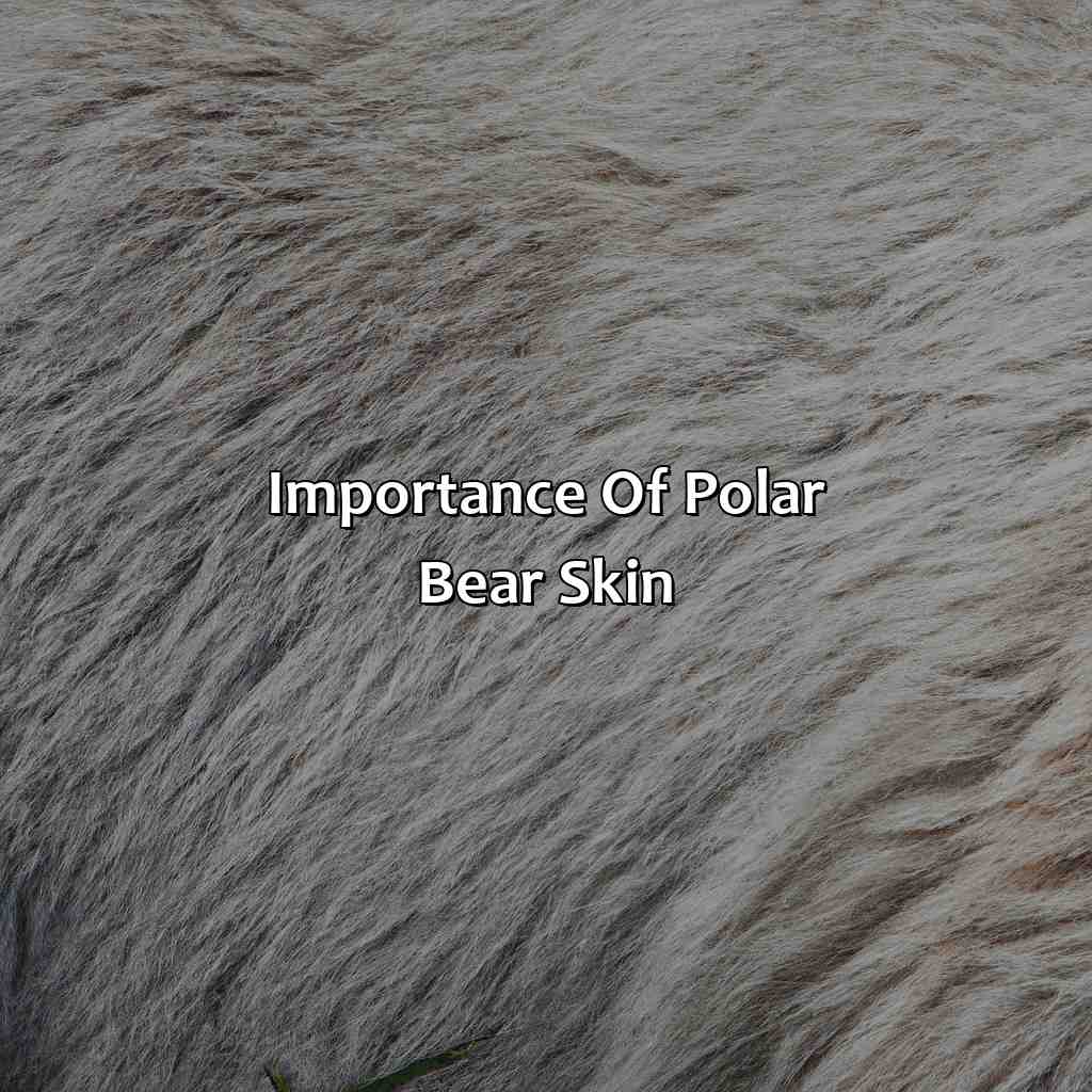 Importance Of Polar Bear Skin  - What Color Is A Polar Bears Skin, 