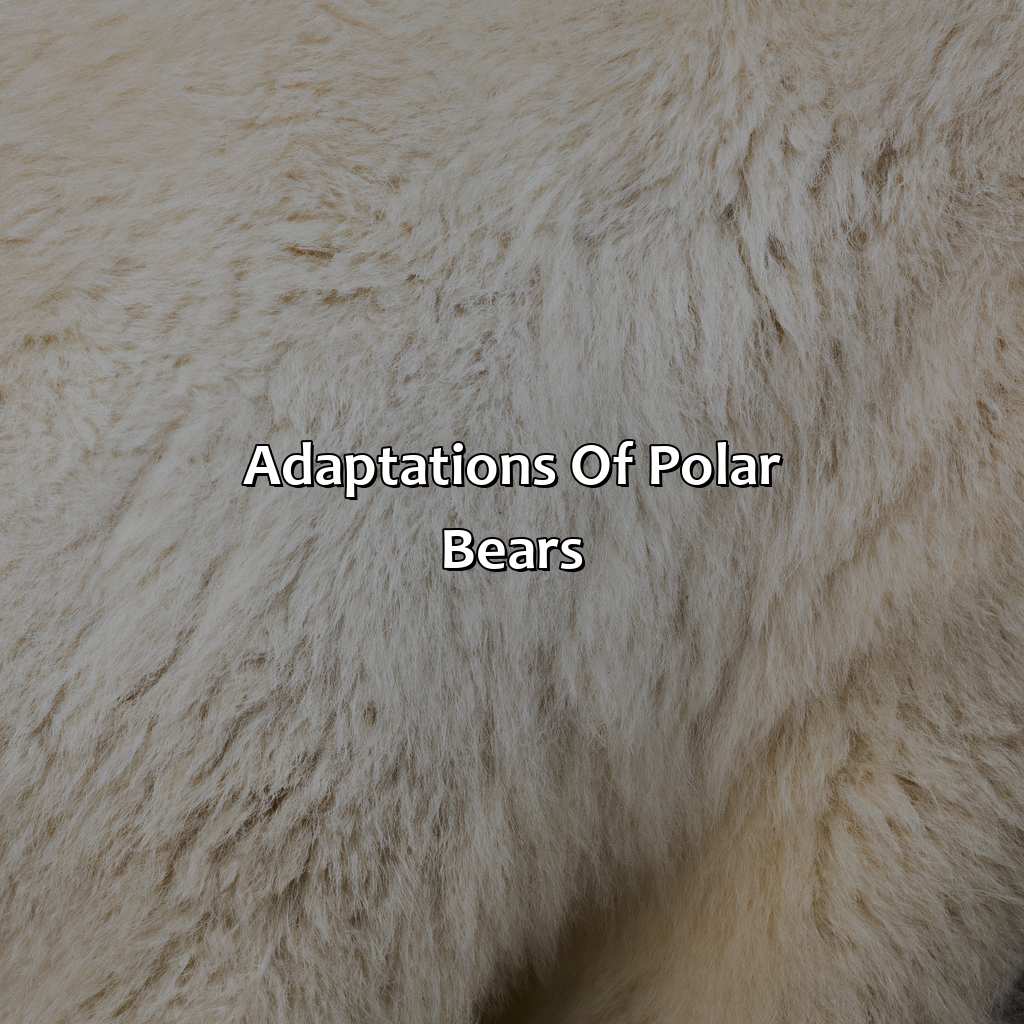 Adaptations Of Polar Bears  - What Color Is A Polar Bear