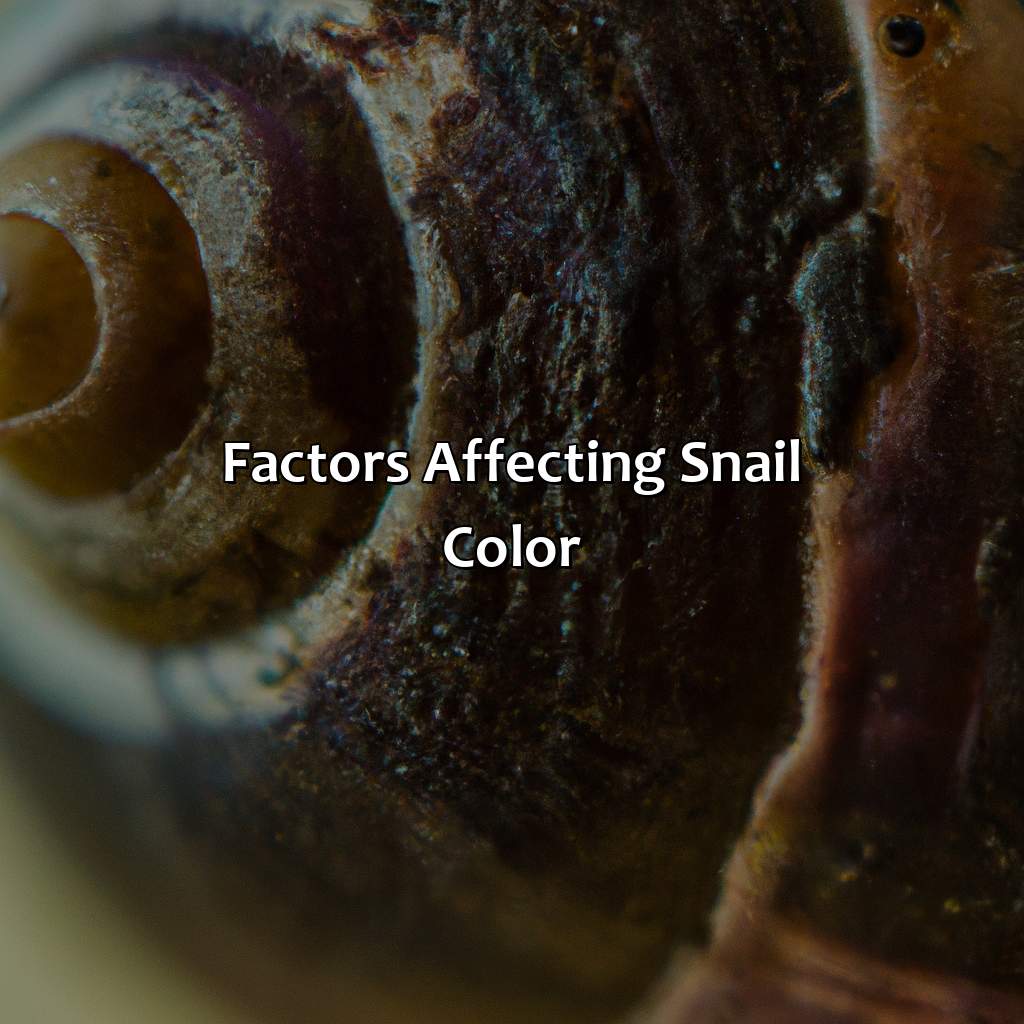 Factors Affecting Snail Color  - What Color Is A Snail, 