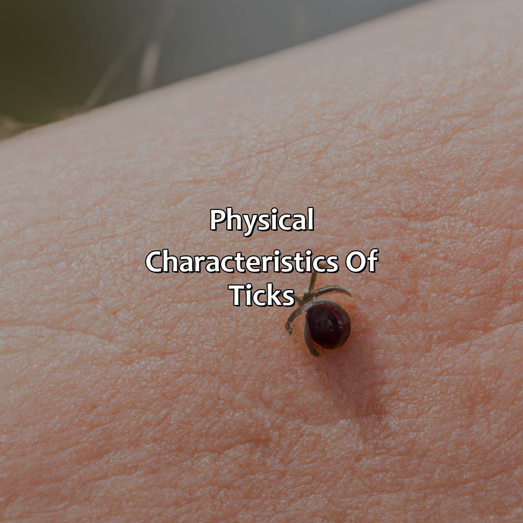 Physical Characteristics Of Ticks  - What Color Is A Tick, 