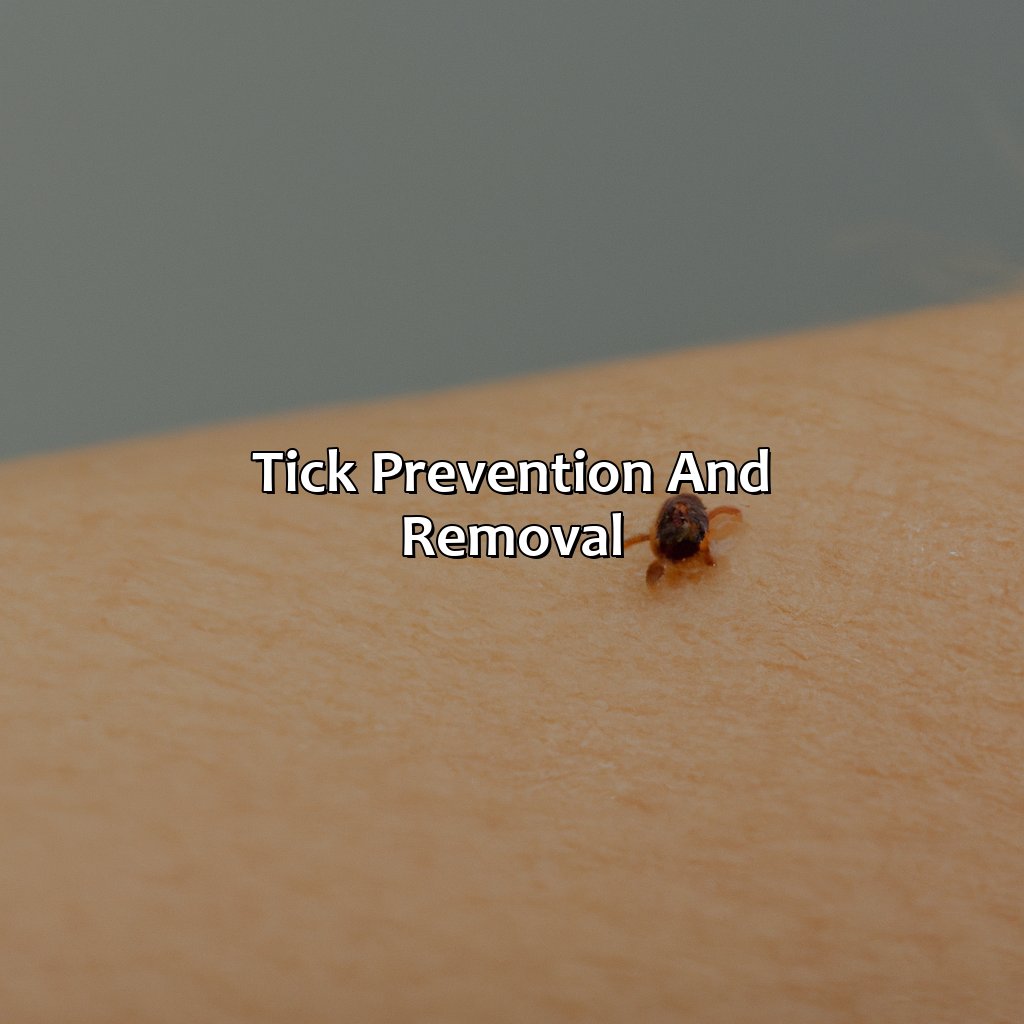 Tick Prevention And Removal  - What Color Is A Tick, 