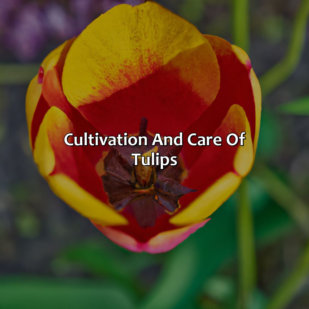 Cultivation And Care Of Tulips  - What Color Is A Tulip, 