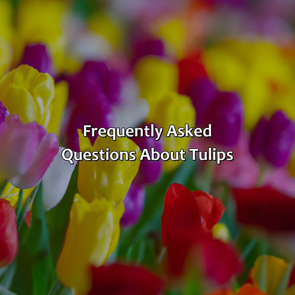 Frequently Asked Questions About Tulips  - What Color Is A Tulip, 