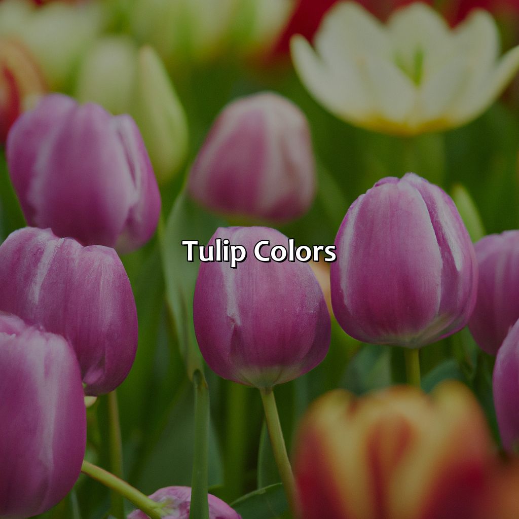 Tulip Colors  - What Color Is A Tulip, 