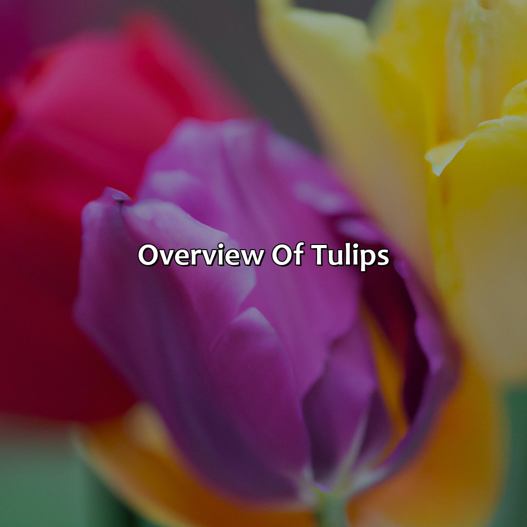 Overview Of Tulips  - What Color Is A Tulip, 