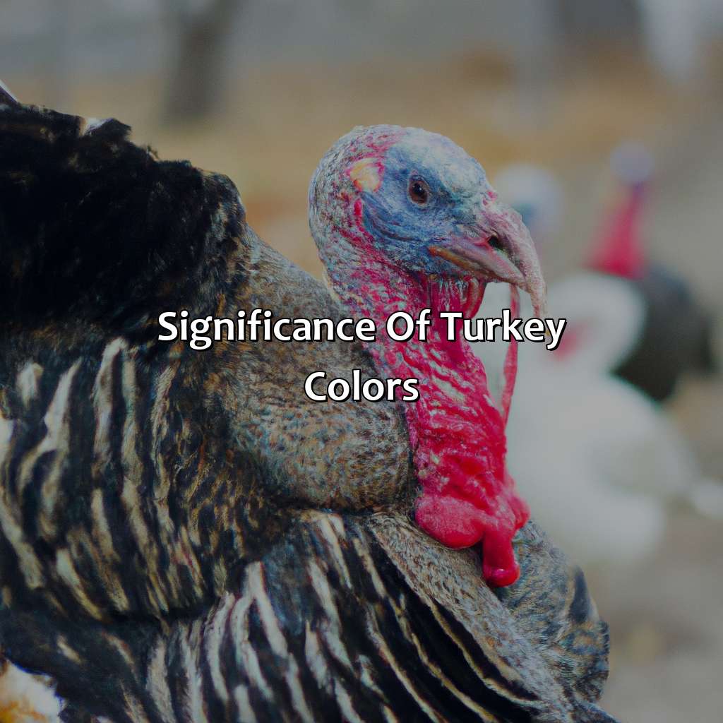 Significance Of Turkey Colors  - What Color Is A Turkey, 