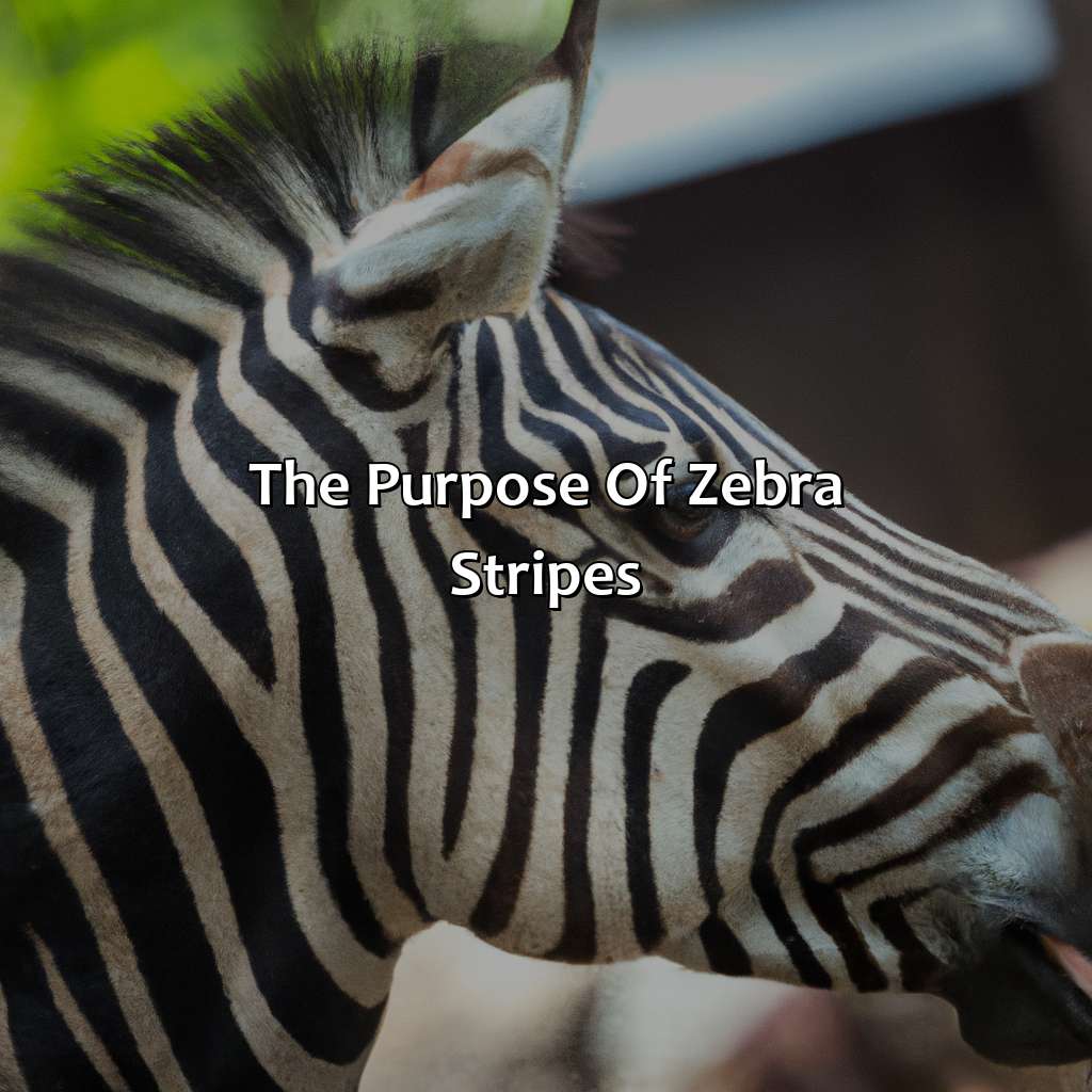 The Purpose Of Zebra Stripes  - What Color Is A Zebra, 