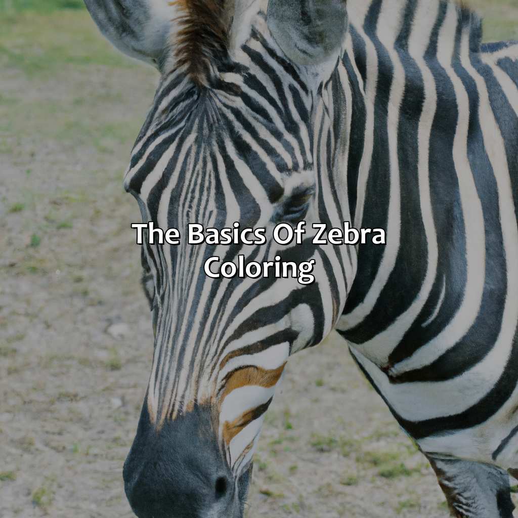 The Basics Of Zebra Coloring  - What Color Is A Zebra, 