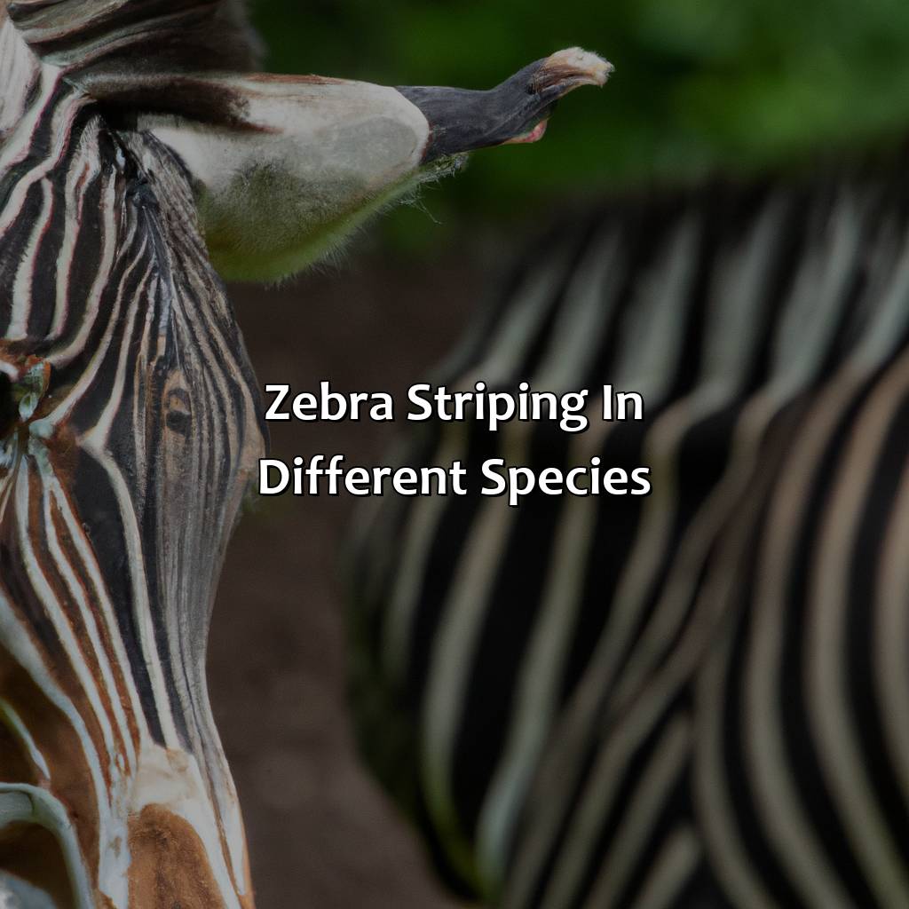 Zebra Striping In Different Species  - What Color Is A Zebra, 