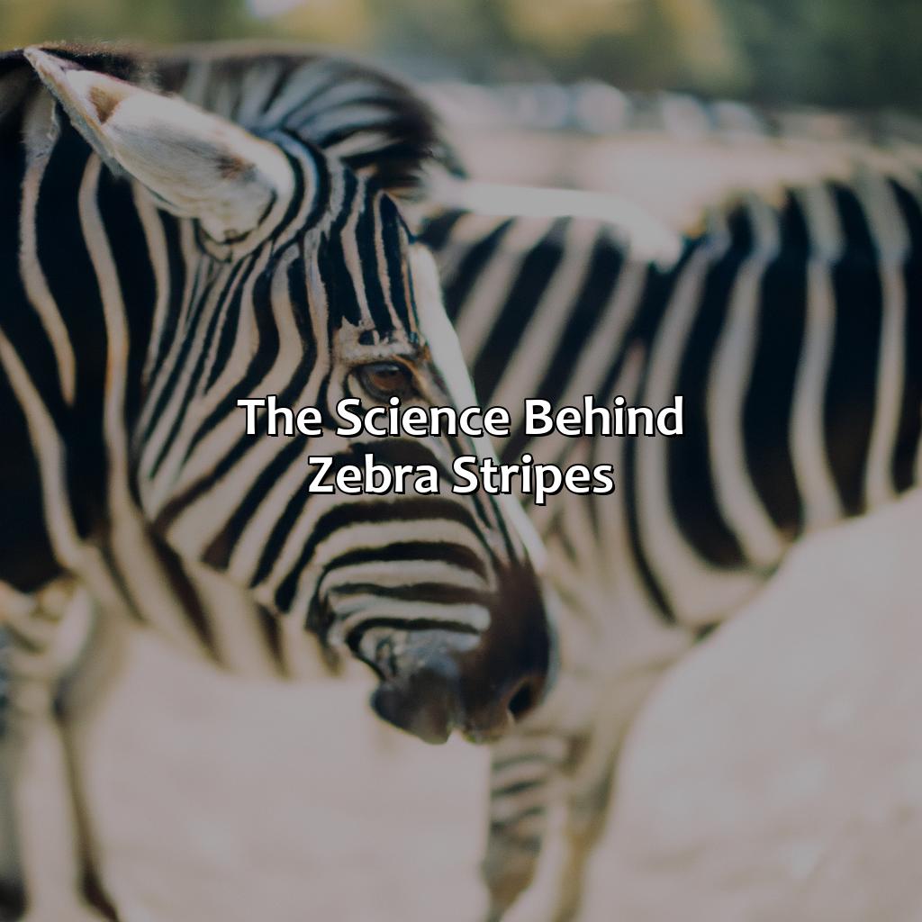 The Science Behind Zebra Stripes  - What Color Is A Zebra, 