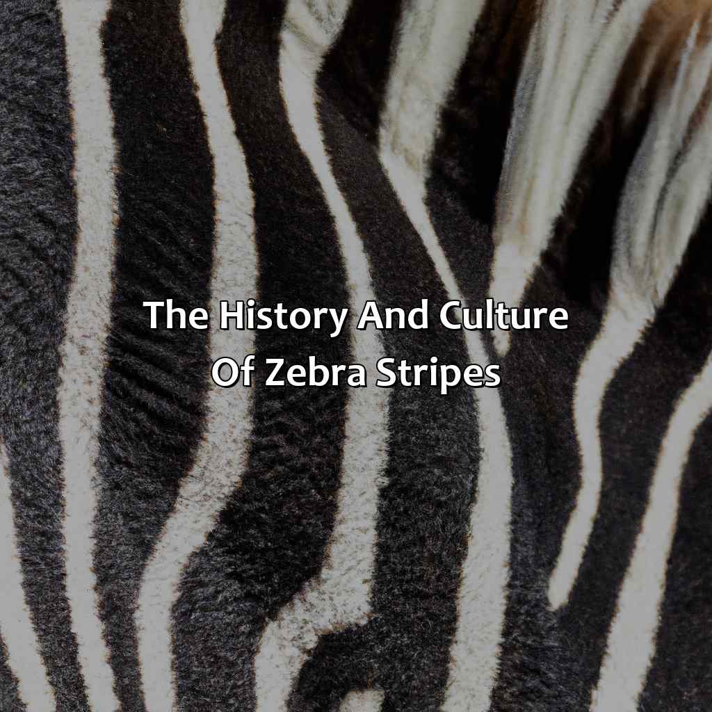The History And Culture Of Zebra Stripes  - What Color Is A Zebra, 