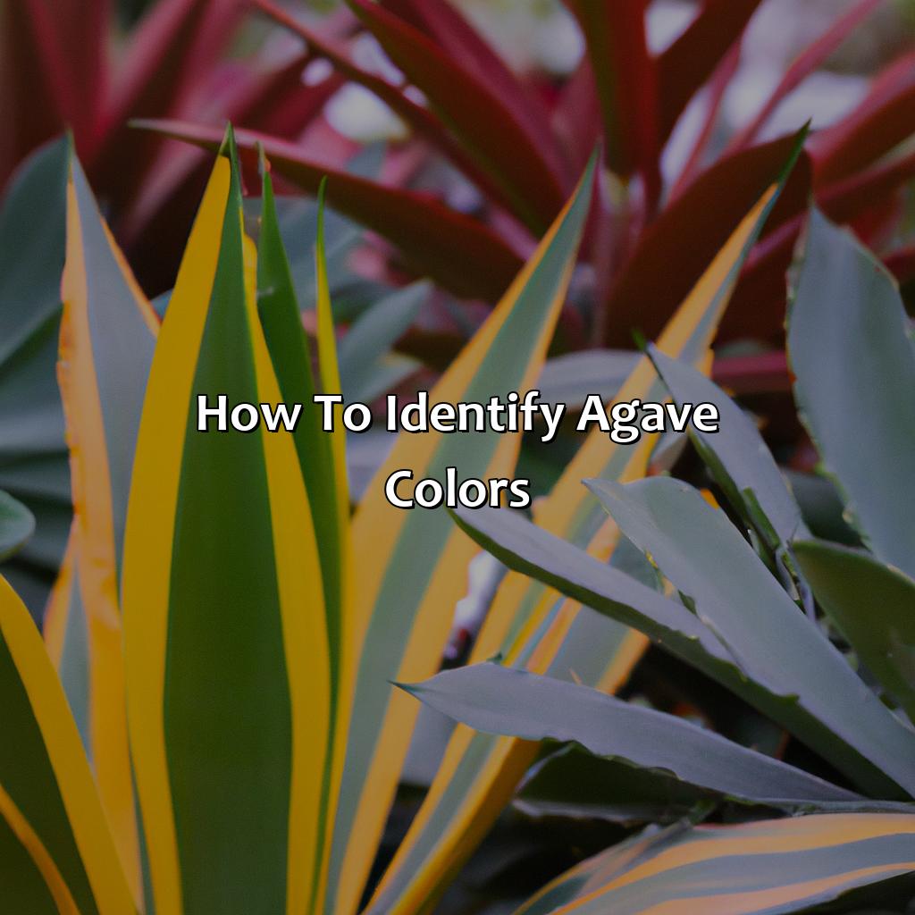 How To Identify Agave Colors?  - What Color Is Agave, 
