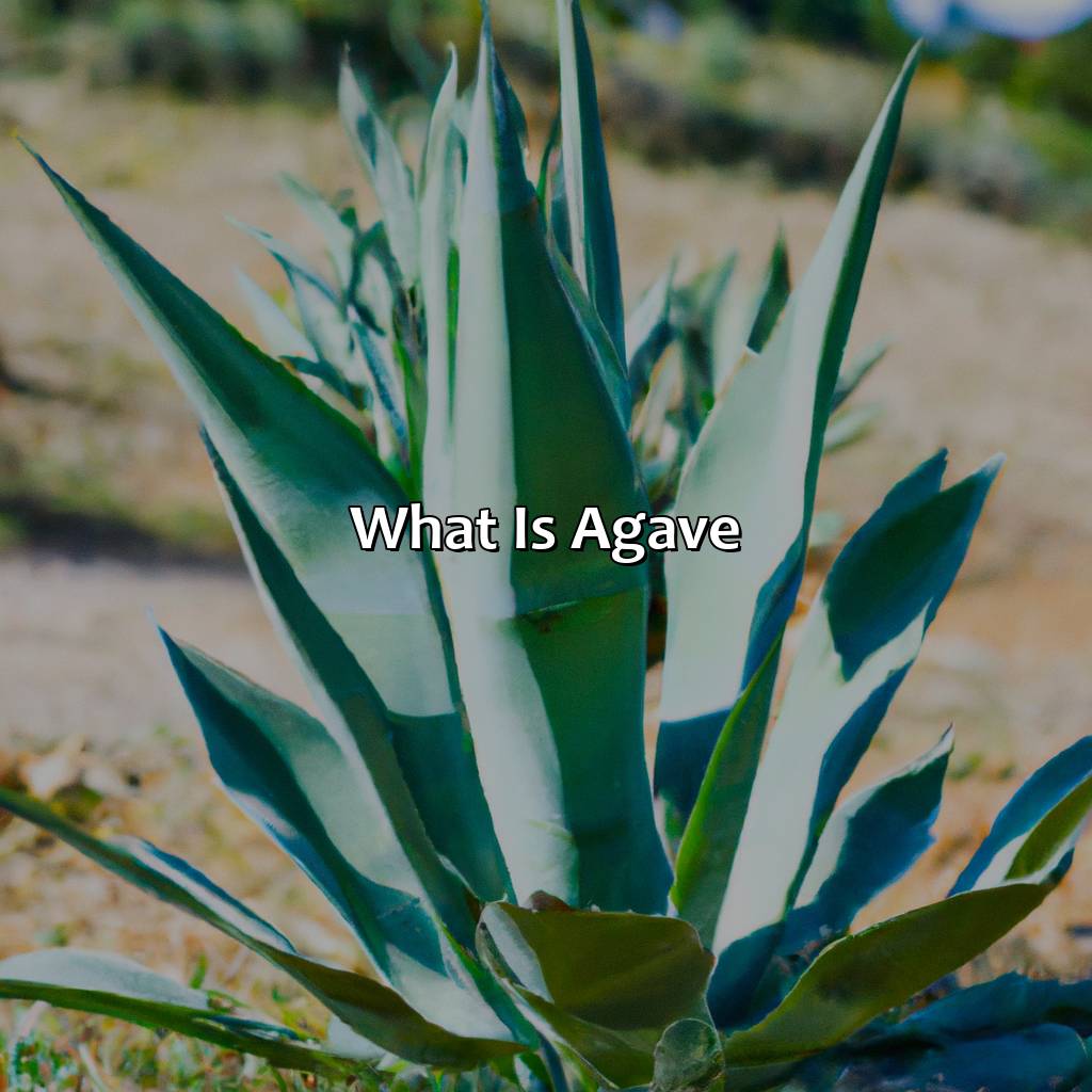 What Is Agave?  - What Color Is Agave, 