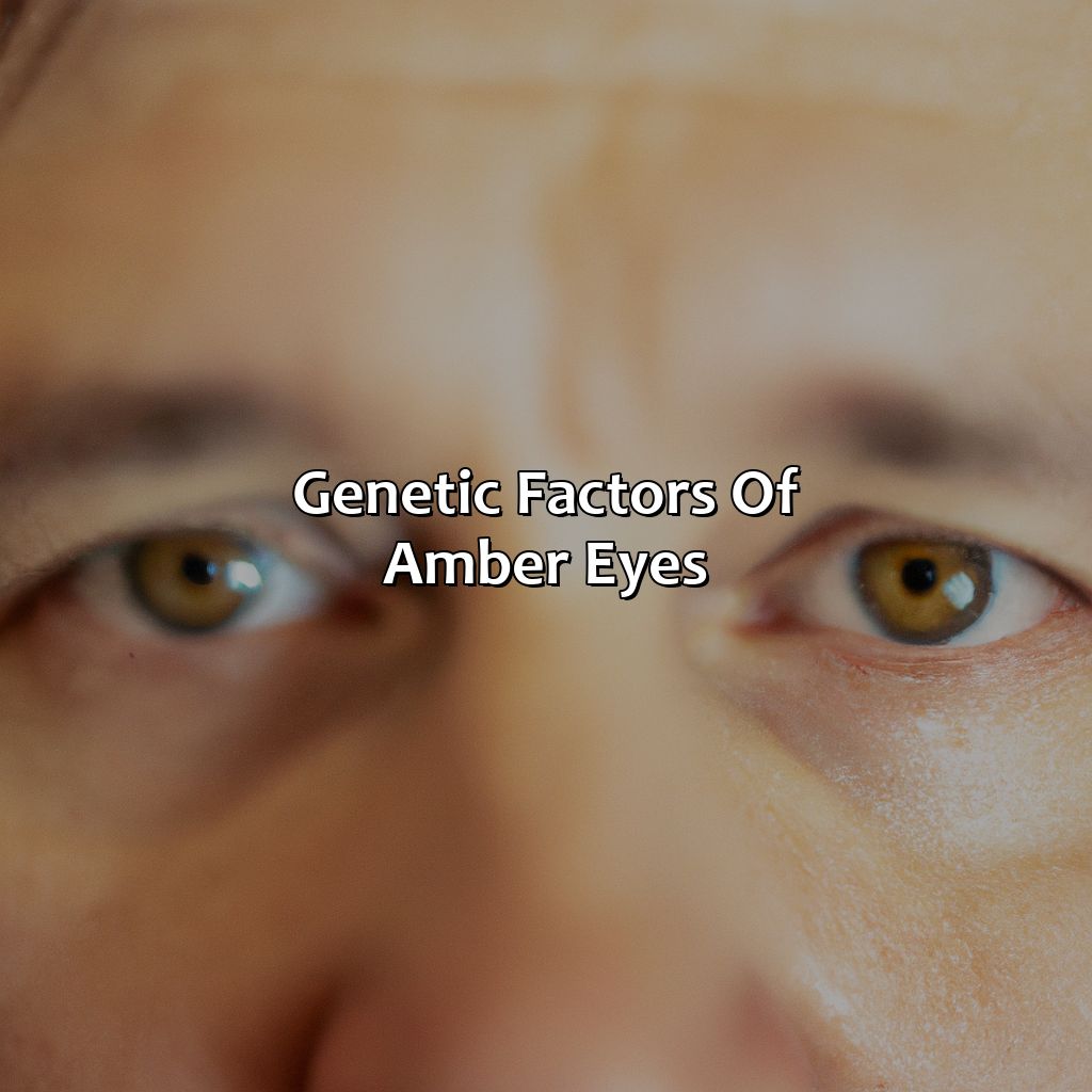 Genetic Factors Of Amber Eyes  - What Color Is Amber Eyes, 