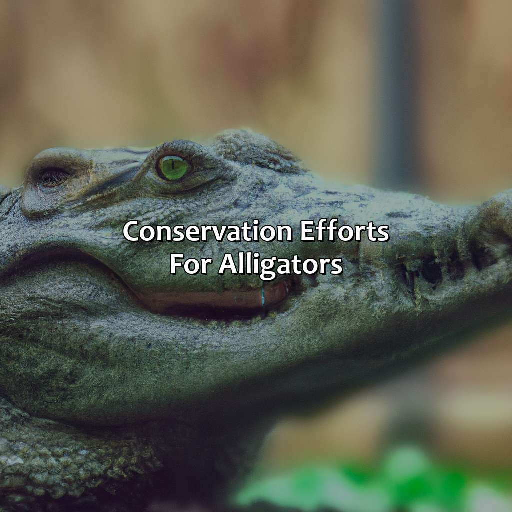 Conservation Efforts For Alligators  - What Color Is An Alligator, 