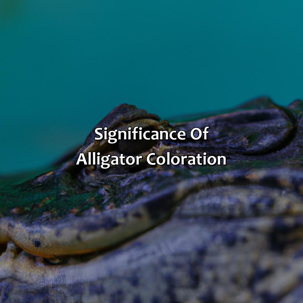 Significance Of Alligator Coloration  - What Color Is An Alligator, 