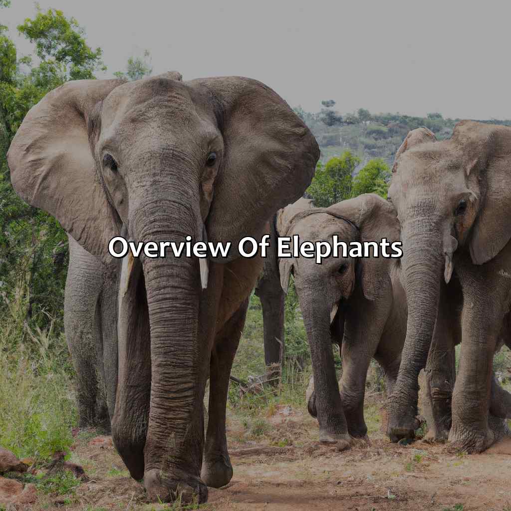 Overview Of Elephants  - What Color Is An Elephant, 