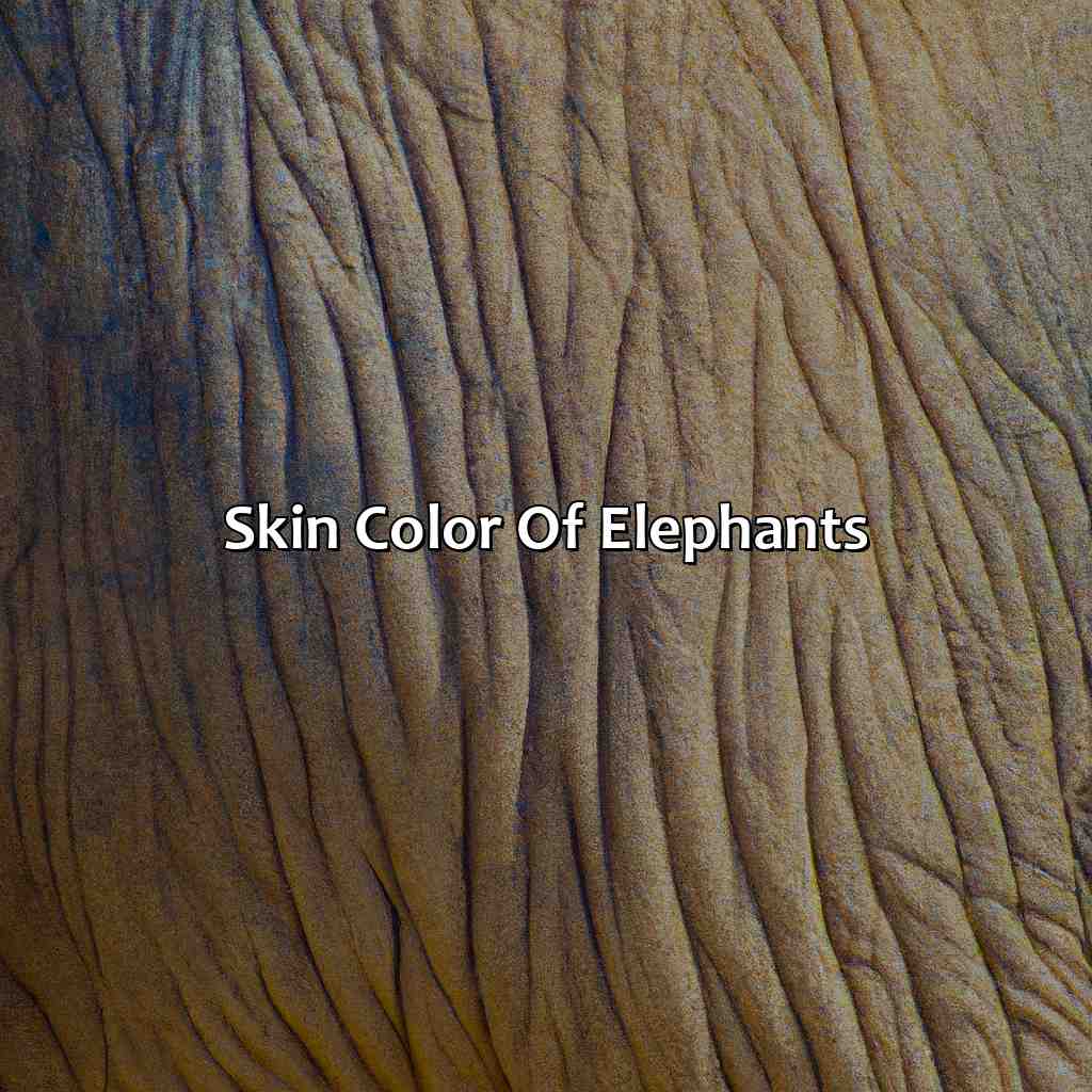 Skin Color Of Elephants  - What Color Is An Elephant, 