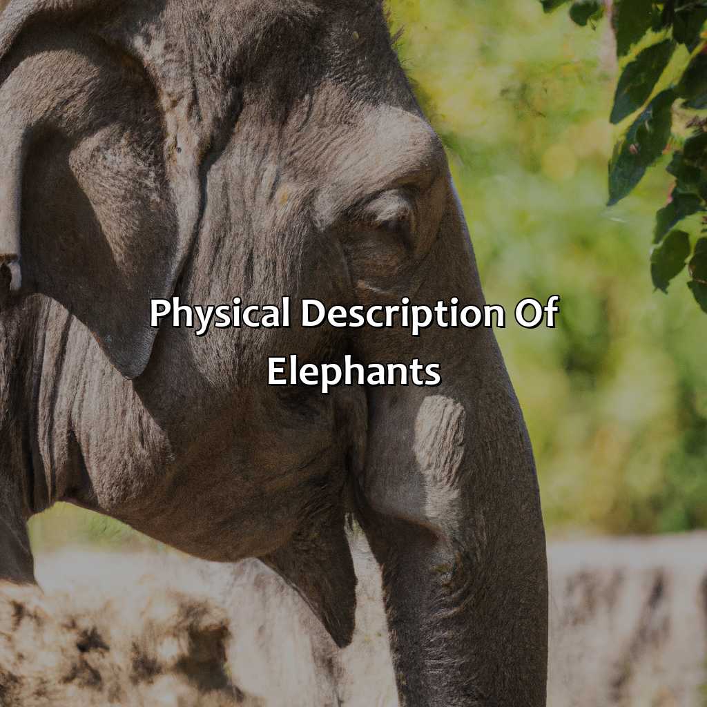 Physical Description Of Elephants  - What Color Is An Elephant, 