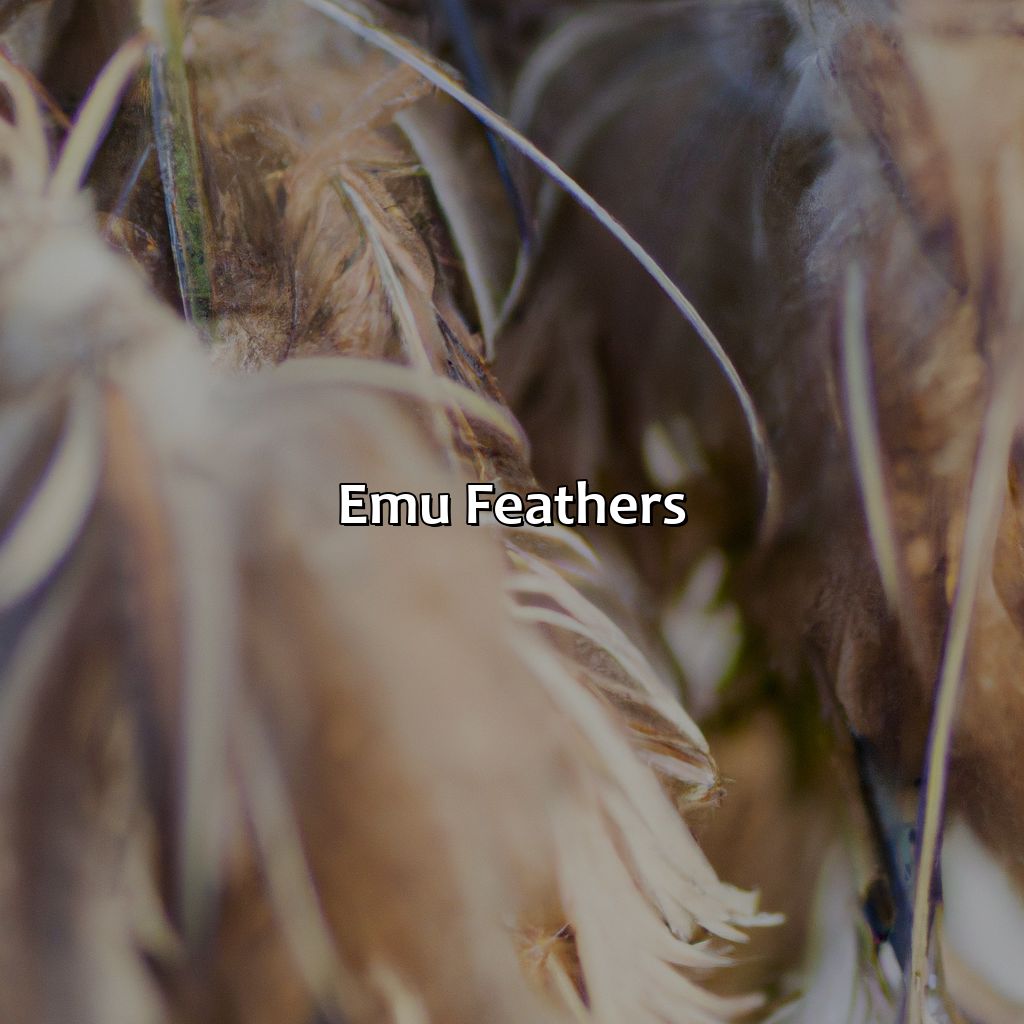 Emu Feathers  - What Color Is An Emu, 