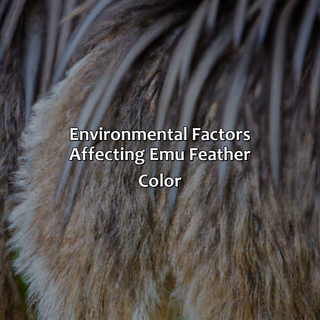 Environmental Factors Affecting Emu Feather Color  - What Color Is An Emu, 