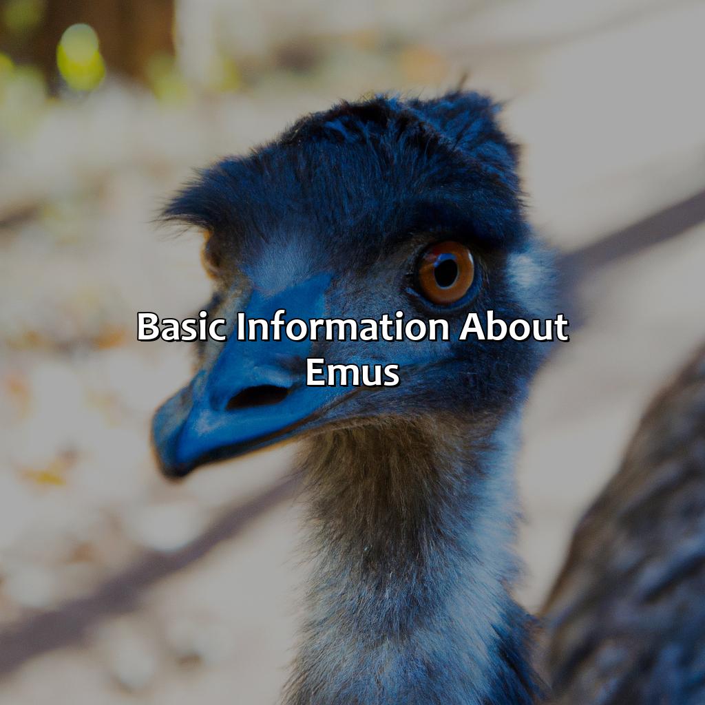 Basic Information About Emus  - What Color Is An Emu, 