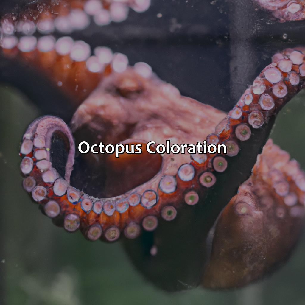 Octopus Coloration  - What Color Is An Octopus, 