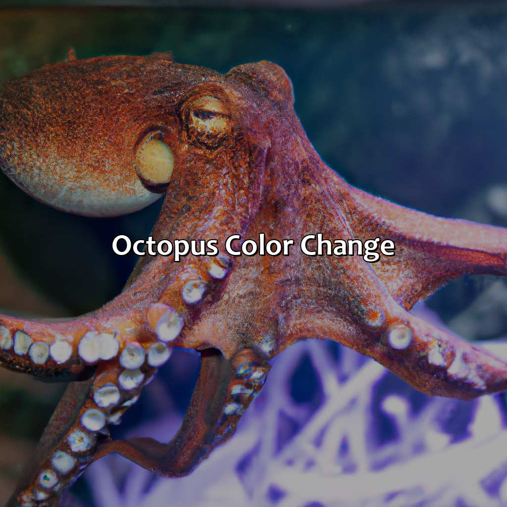 Octopus Color Change  - What Color Is An Octopus, 