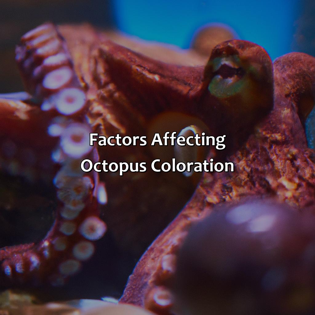 Factors Affecting Octopus Coloration  - What Color Is An Octopus, 