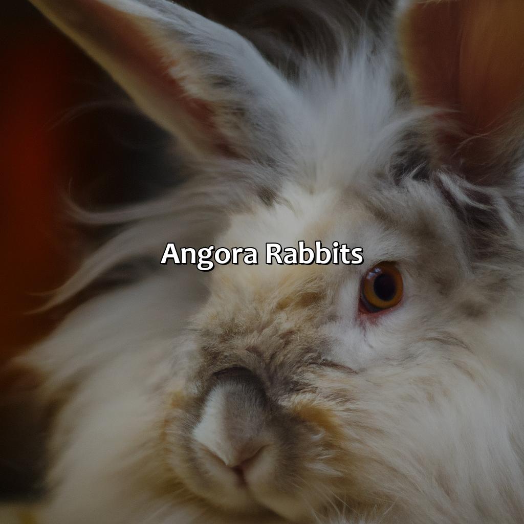Angora Rabbits  - What Color Is Angora, 