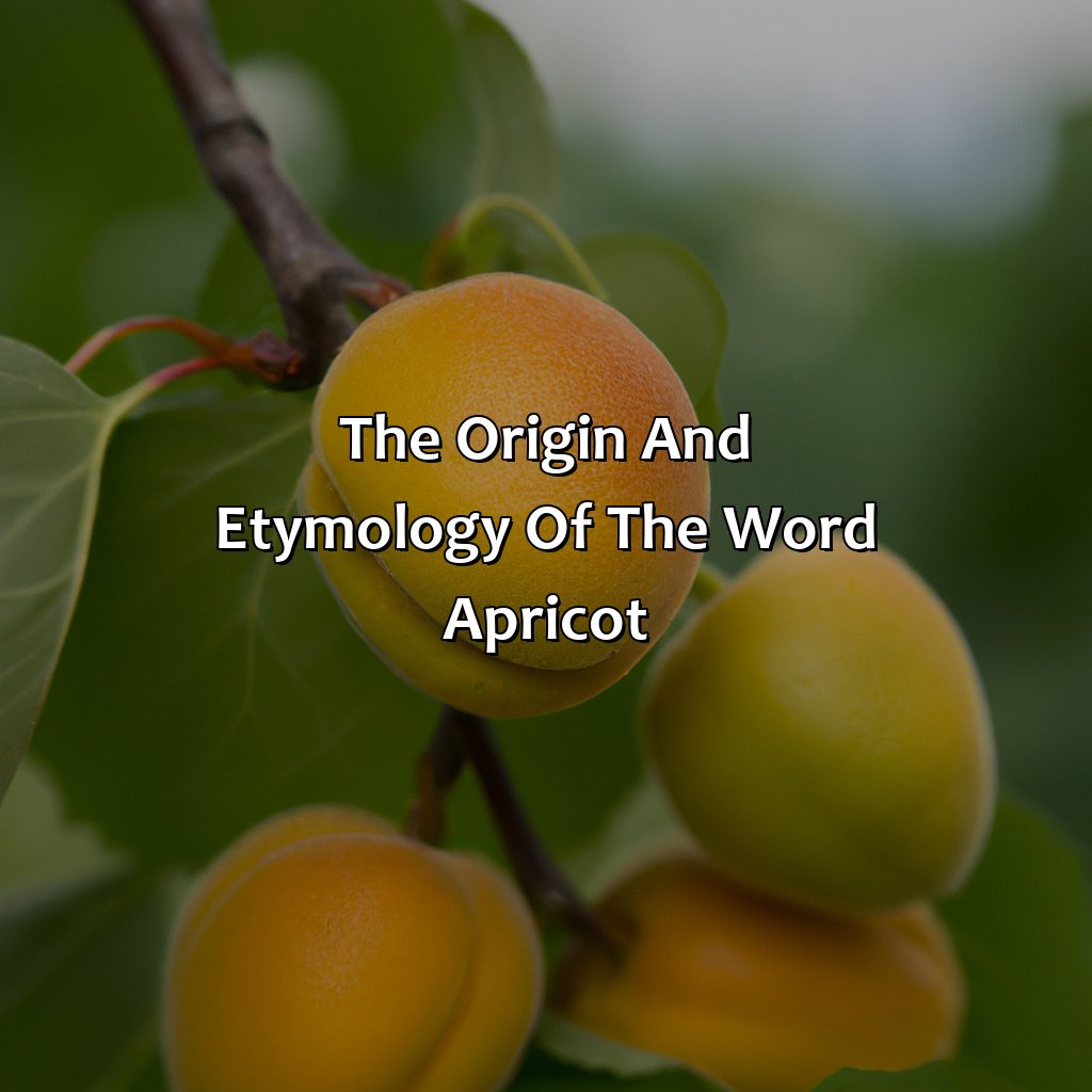 The Origin And Etymology Of The Word "Apricot"  - What Color Is Apricot, 