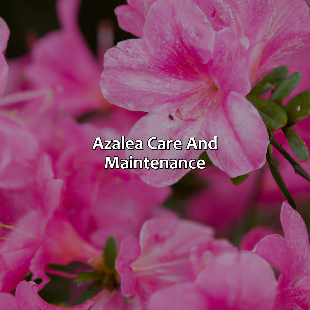 Azalea Care And Maintenance - What Color Is Azalea, 