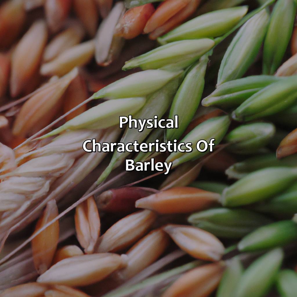 Physical Characteristics Of Barley  - What Color Is Barley, 