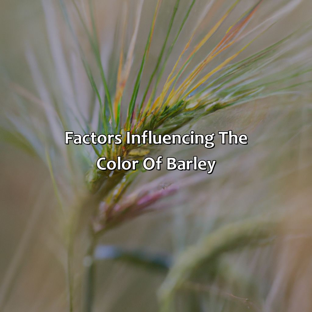 Factors Influencing The Color Of Barley  - What Color Is Barley, 