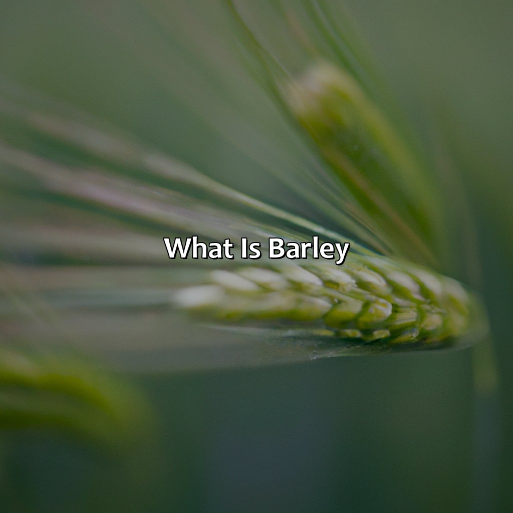 What Is Barley?  - What Color Is Barley, 