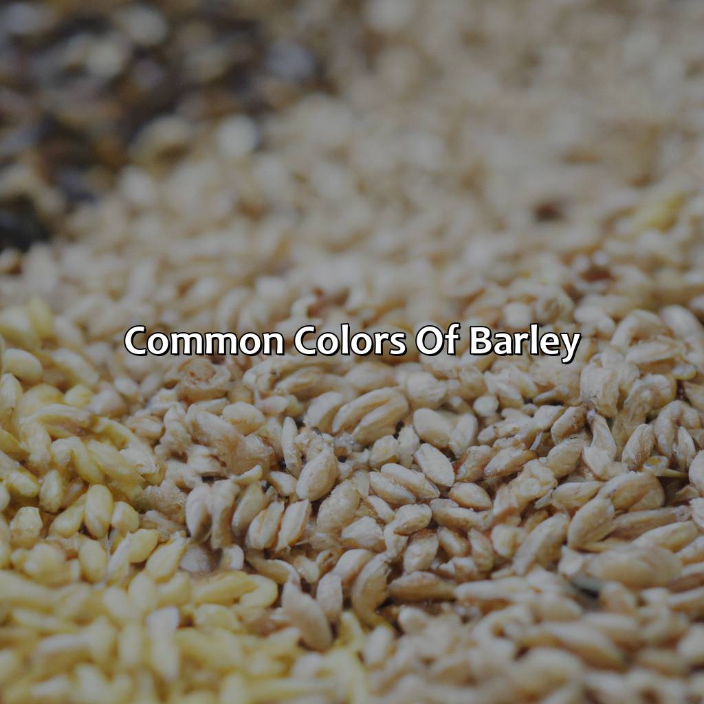 Common Colors Of Barley  - What Color Is Barley, 