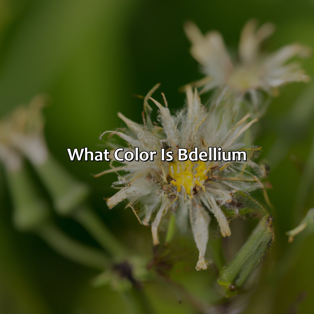 What Color Is Bdellium?  - What Color Is Bdellium, 