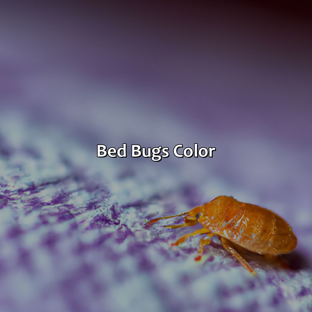 Bed Bugs Color  - What Color Is Bed Bugs, 