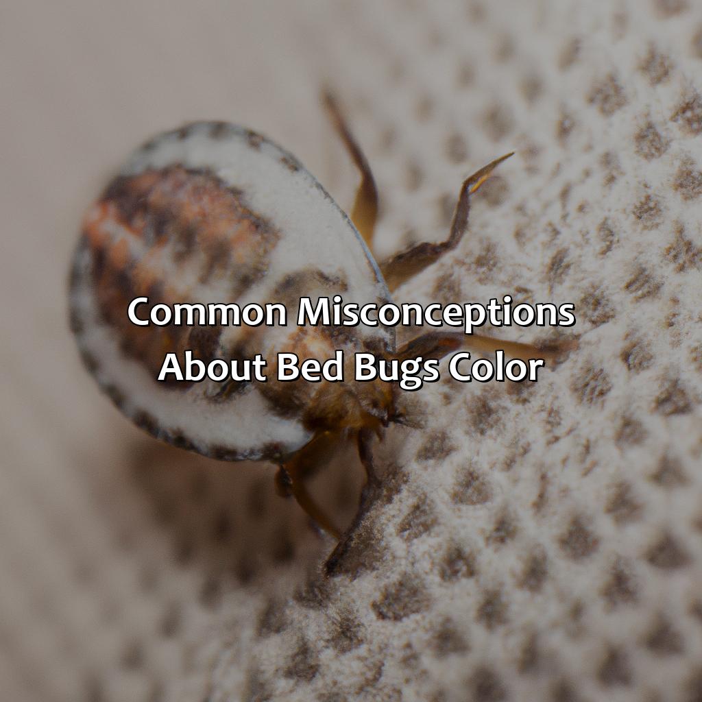 Common Misconceptions About Bed Bugs