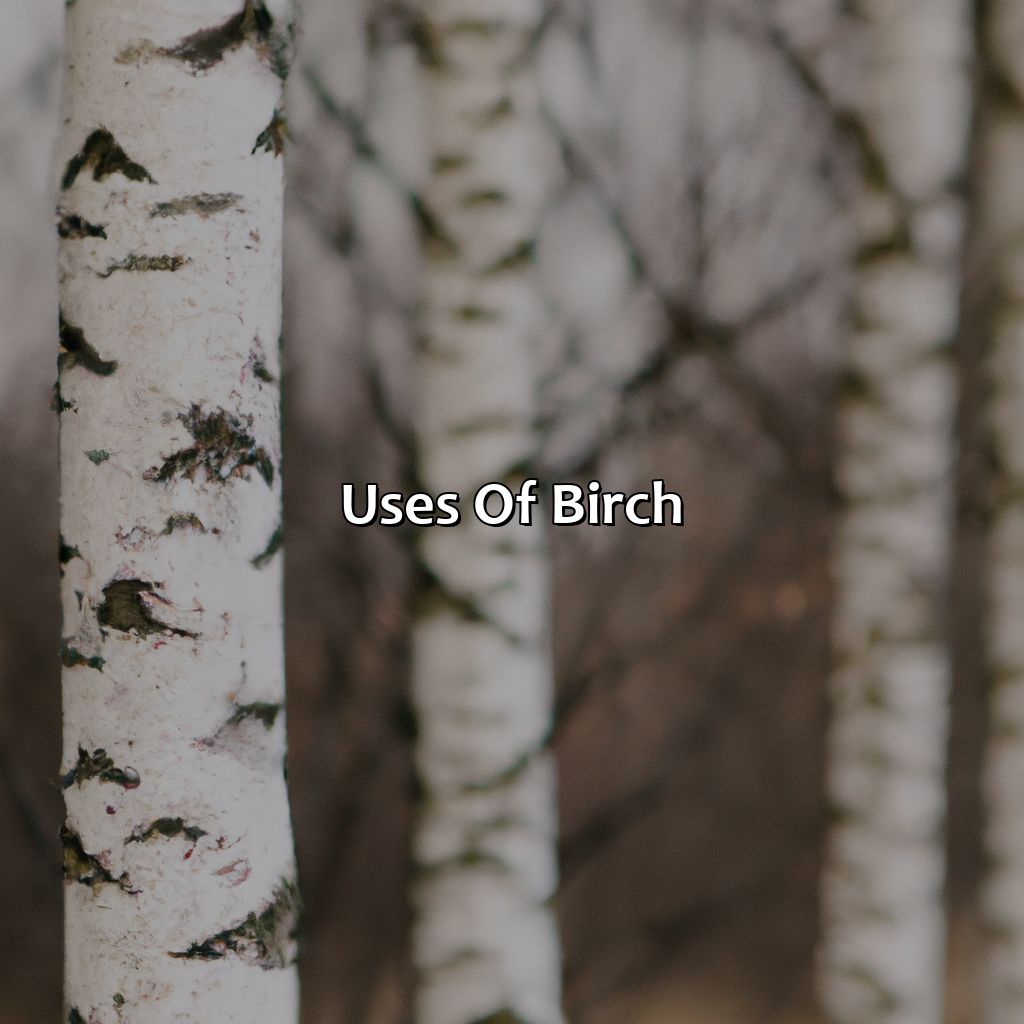Uses Of Birch  - What Color Is Birch, 