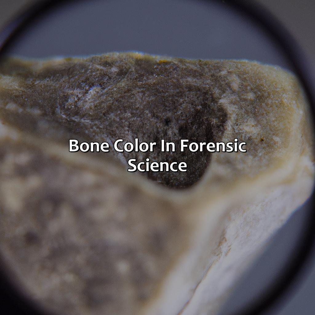 Bone Color In Forensic Science  - What Color Is Bone, 