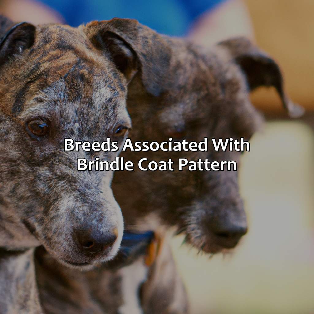 Breeds Associated With Brindle Coat Pattern  - What Color Is Brindle, 