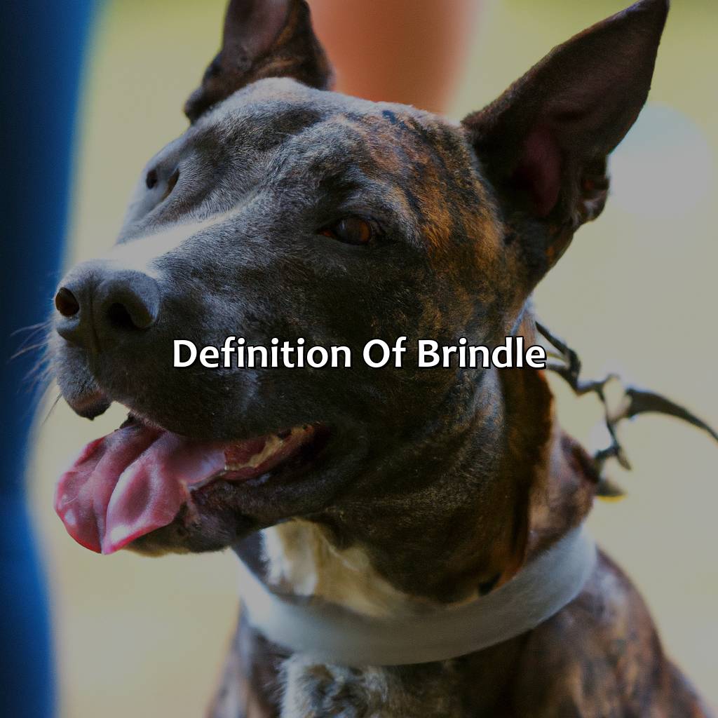 Definition Of Brindle  - What Color Is Brindle, 